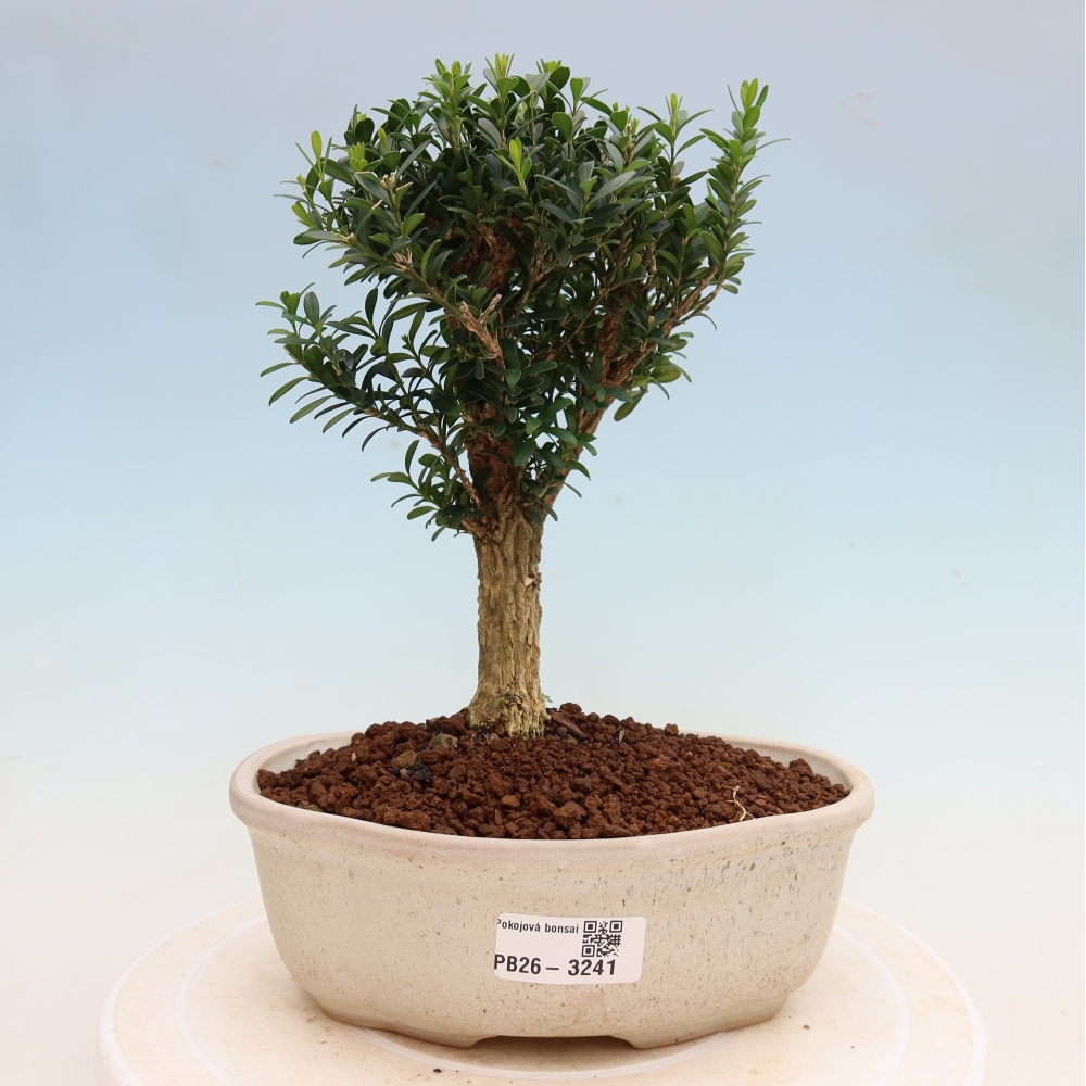 Camera bonsai - Buxus harlandii - buxus da sughero
