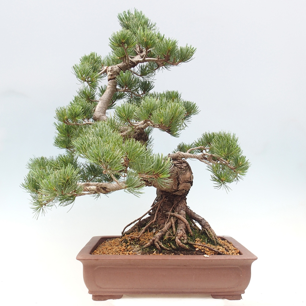 Bonsai da esterno - Pinus parviflora - Pinus parviflora