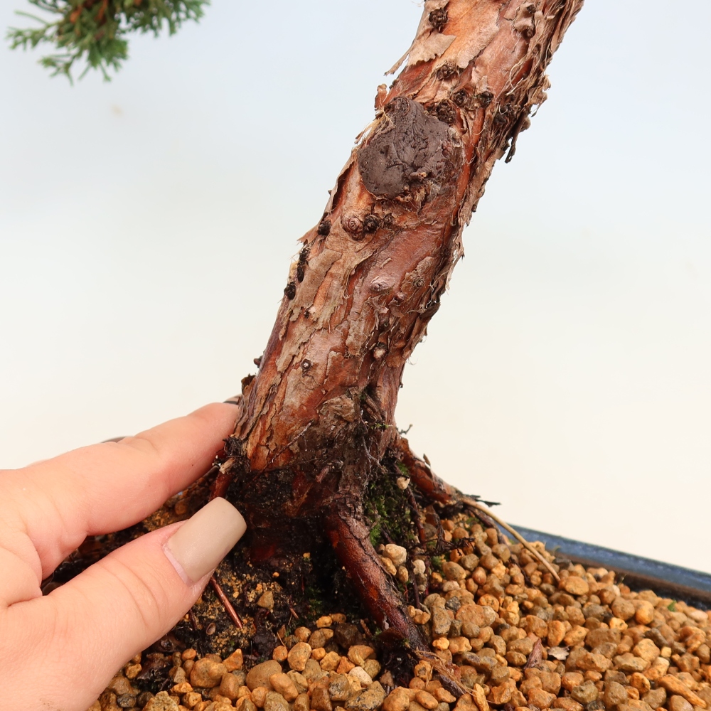 Bonsai da esterno - Juniperus chinensis Kishu
