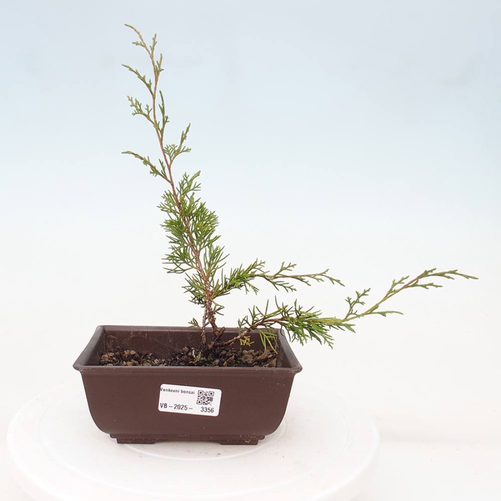 Bonsai da esterno - Juniperus chinensis Itoigawa