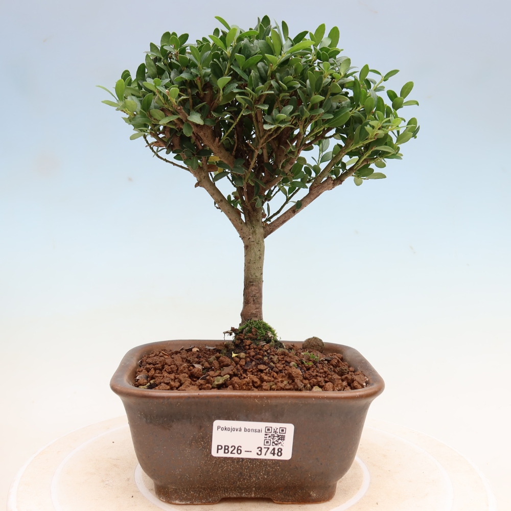 Camera bonsai - Ilex crenata - Agrifoglio