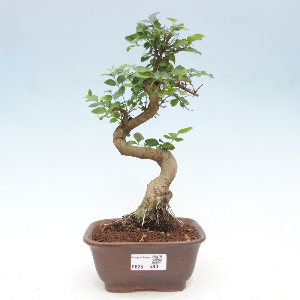 Camera bonsai -Ligustrum chinensis - Becco d'uccello