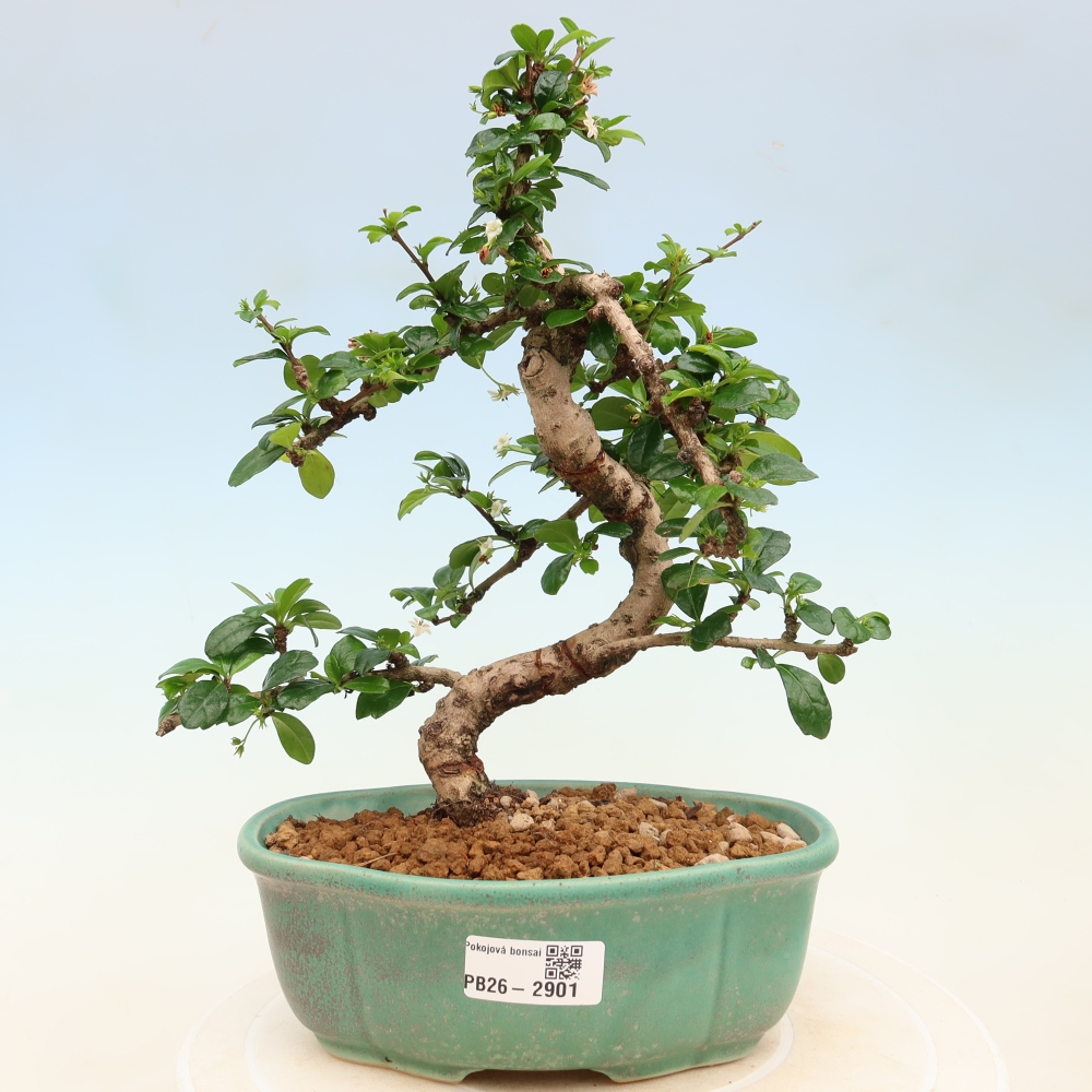 Camera bonsai - Carmona macrophylla - Tea fuki