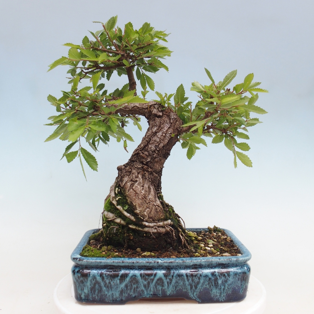 Bonsai da esterno - Zelkova - Zelkova NIRE