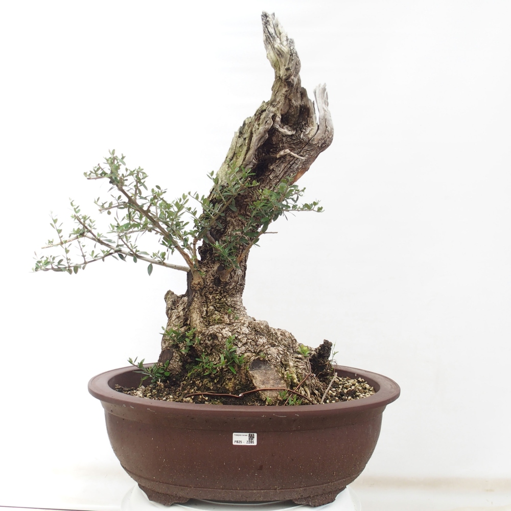 Bonsai da interno - Olea europaea sylvestris