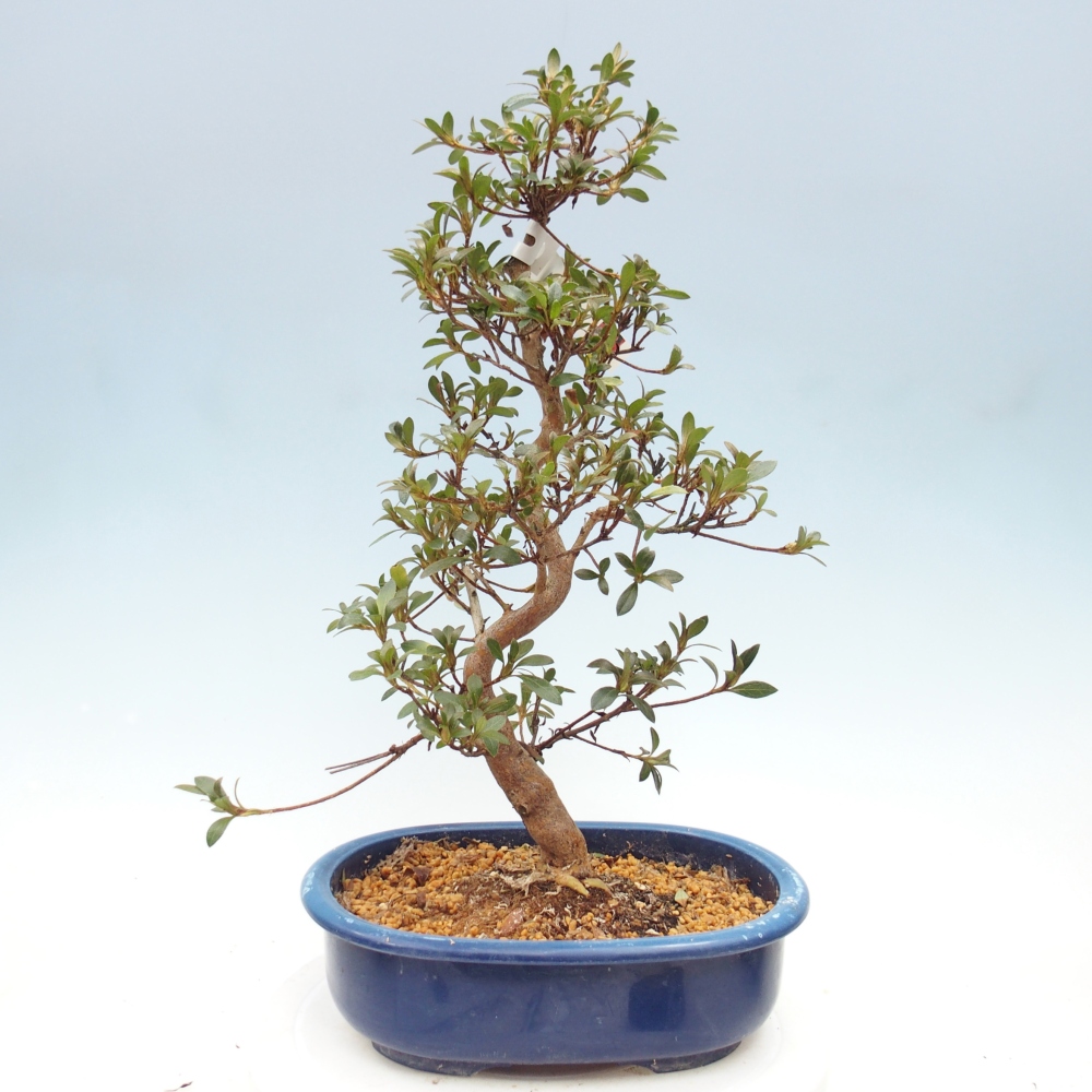 Bonsai da esterno - Azalea giapponese - Azalea Beniko