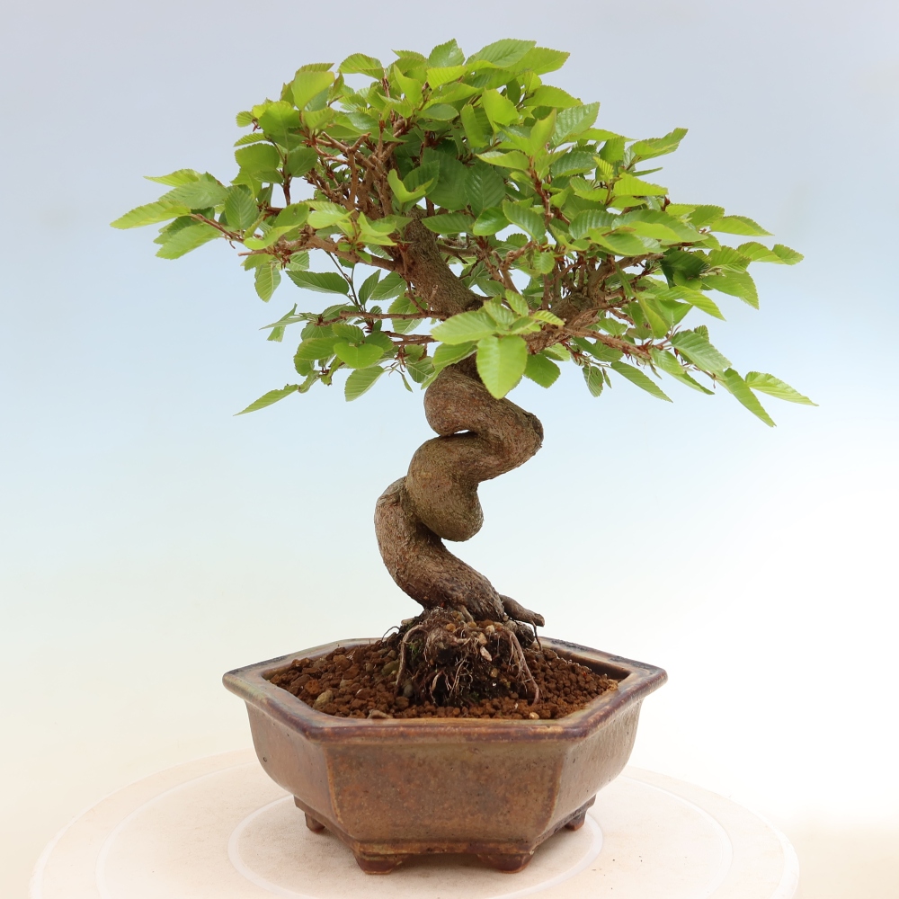 Bonsai da esterno -Carpinus Coreana - Carpino coreano