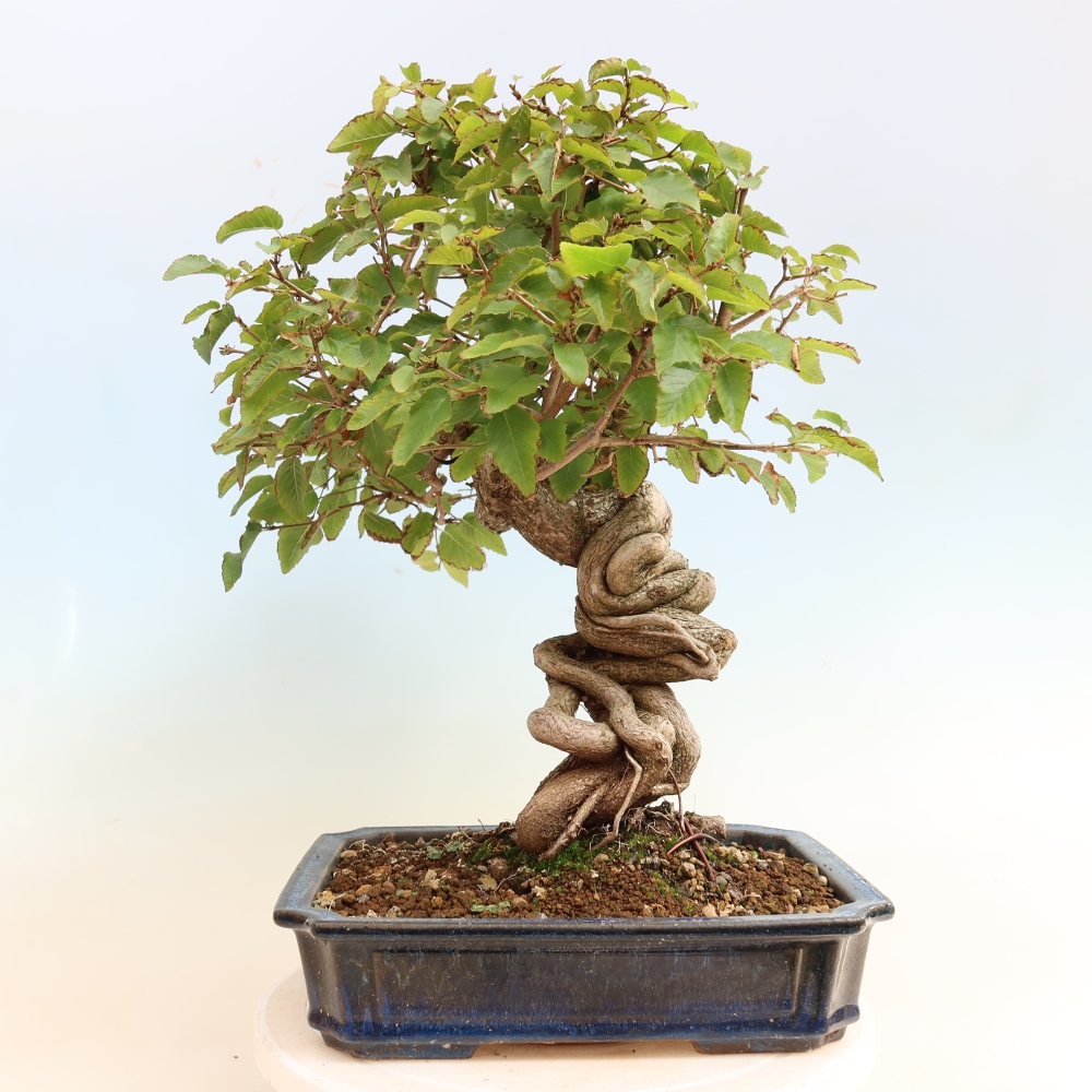 Bonsai da esterno -Carpinus CARPINOIDES - Carpino coreano