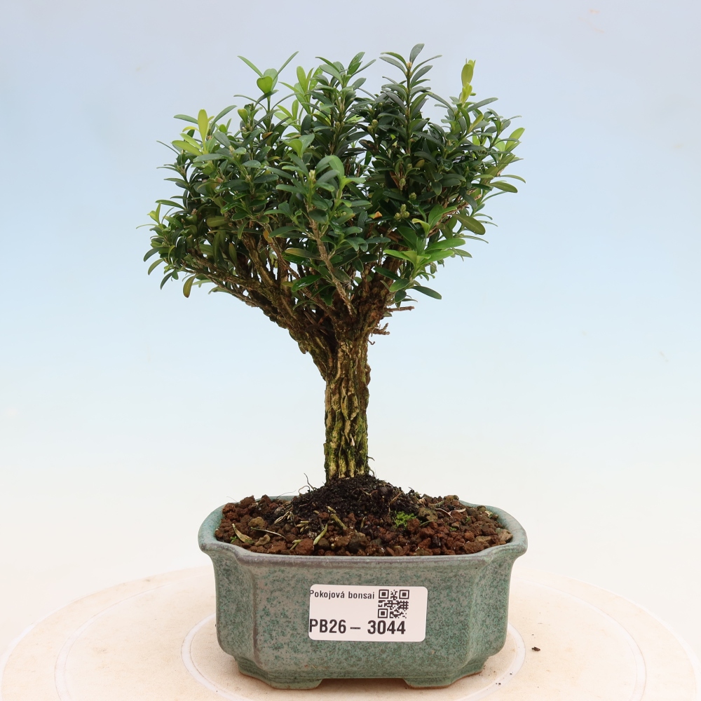 Camera bonsai - Buxus harlandii - buxus da sughero