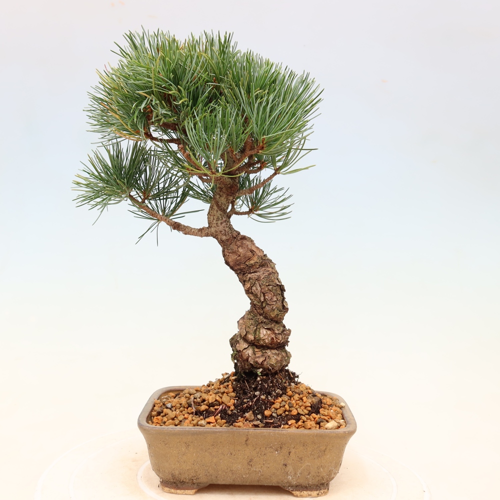 Bonsai da esterno - Pinus parviflora - Pinus parviflora