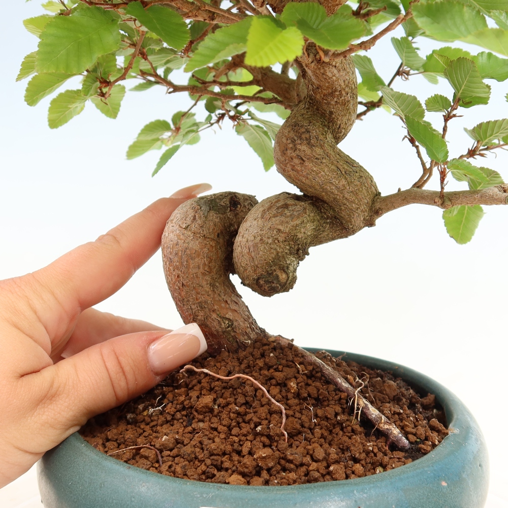 Bonsai da esterno -Carpinus Coreana - Carpino coreano
