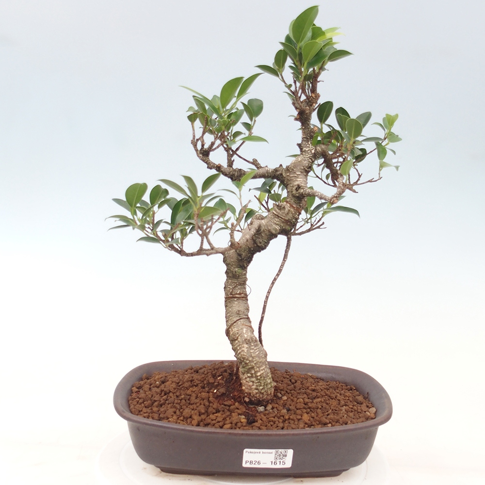 Camera bonsai - Ficus kimmen - ficus a foglie piccole