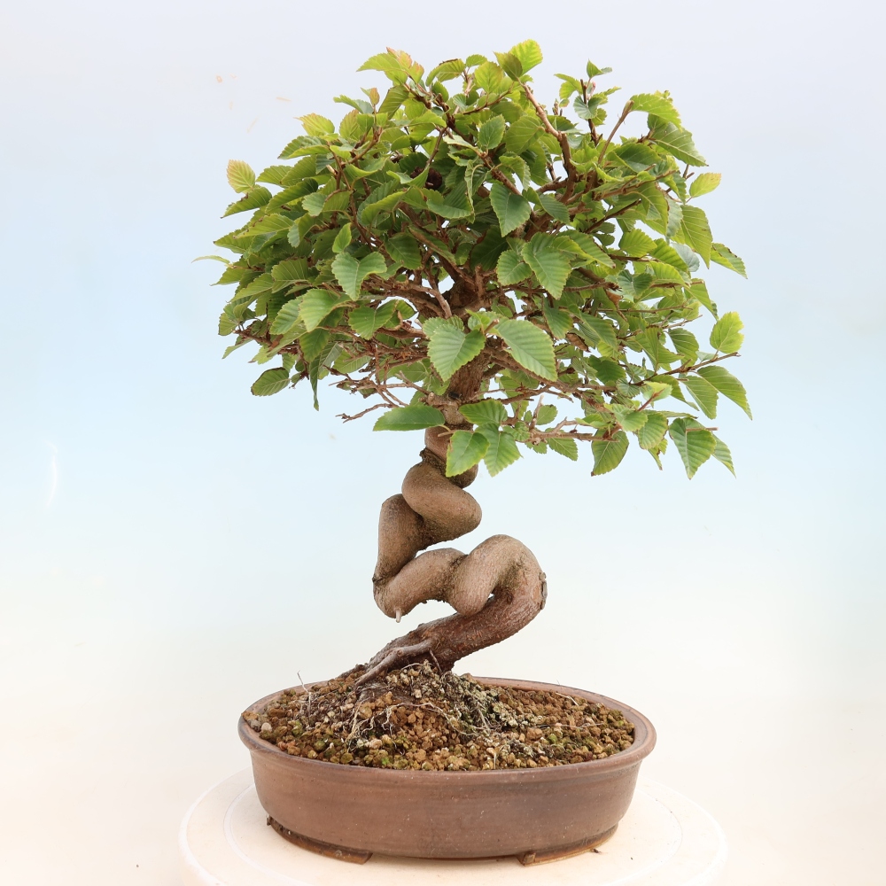 Bonsai da esterno -Carpinus CARPINOIDES - Carpino coreano
