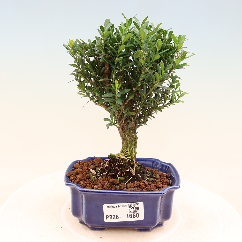 Camera bonsai - Buxus harlandii - buxus da sughero