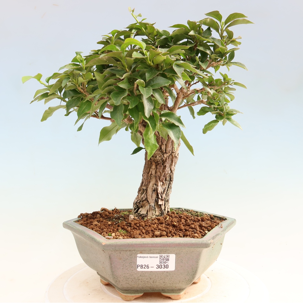 Camera bonsai - Bouganwilea