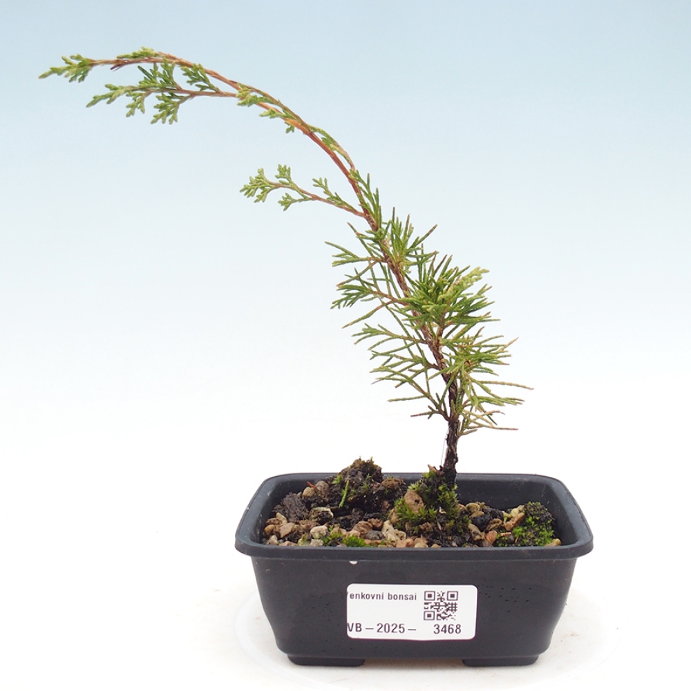 Bonsai da esterno - Juniperus chinensis Itoigawa