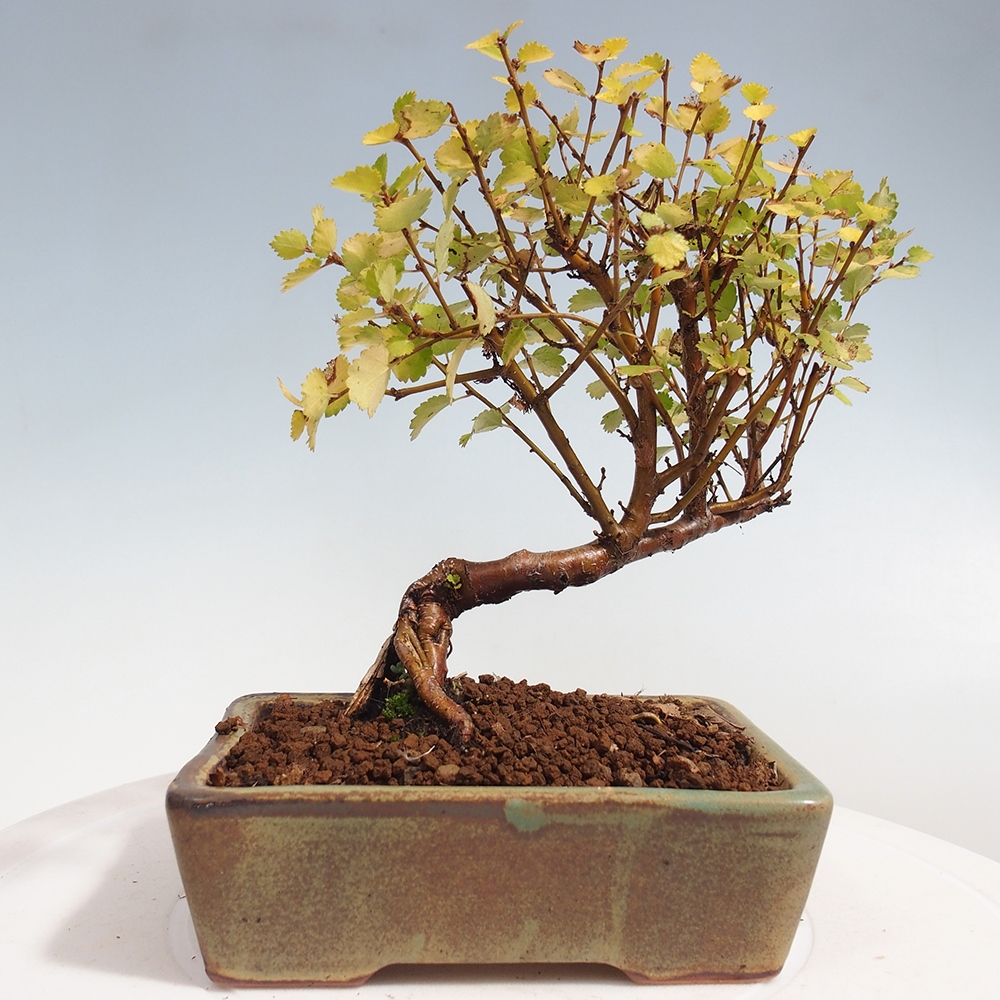 Bonsai da esterno - Betulla nana - Betula NANA Treasure