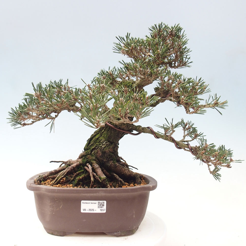 Bonsai da esterno - Pinus thunbergii Kotobuki - Pino di Thunberg