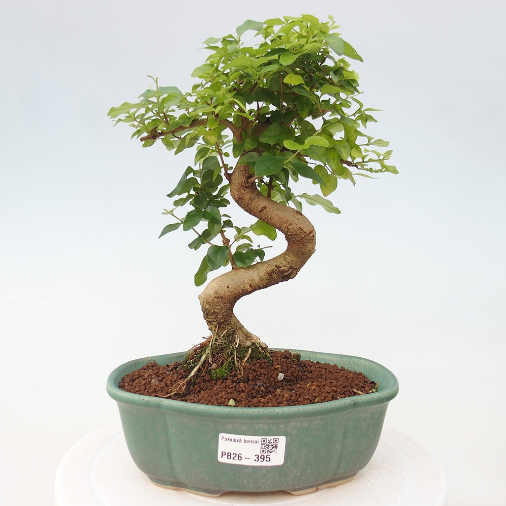 Camera bonsai -Ligustrum chinensis - Becco d'uccello