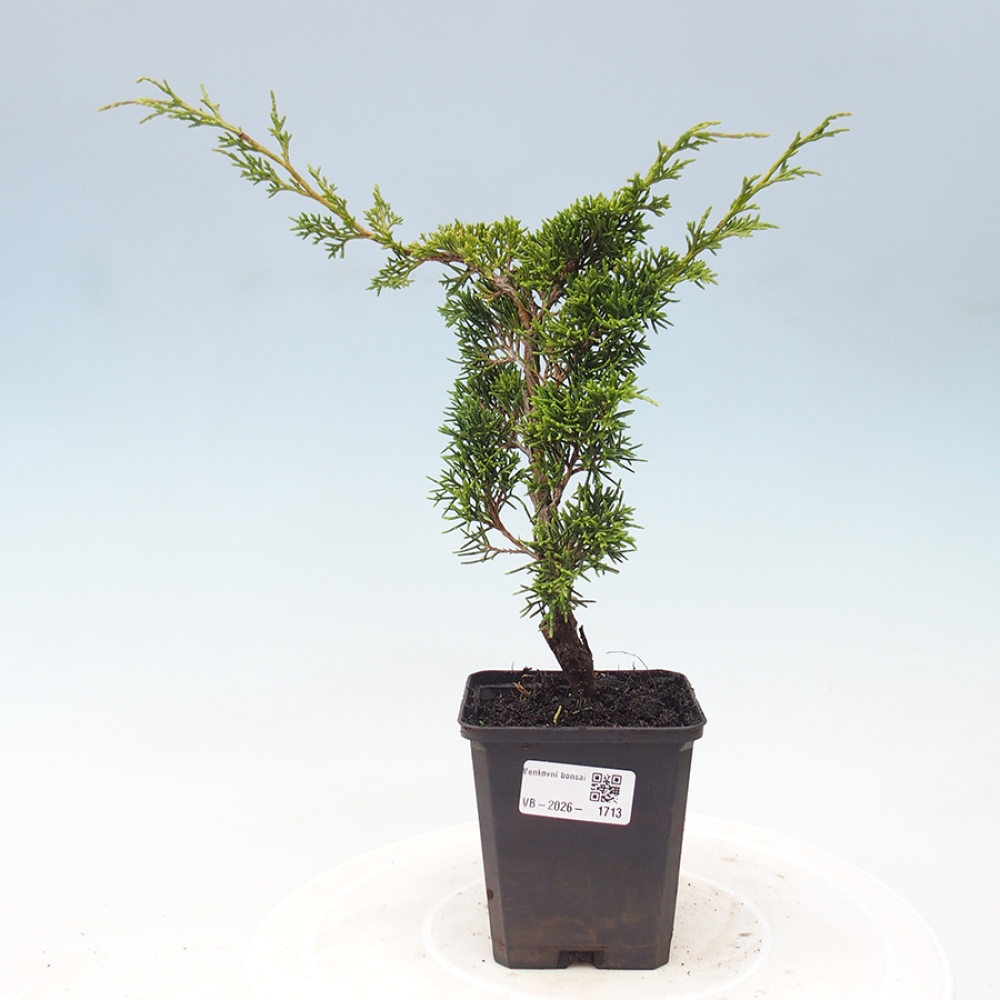 Bonsai da esterno - Juniperus chinensis Itoigawa