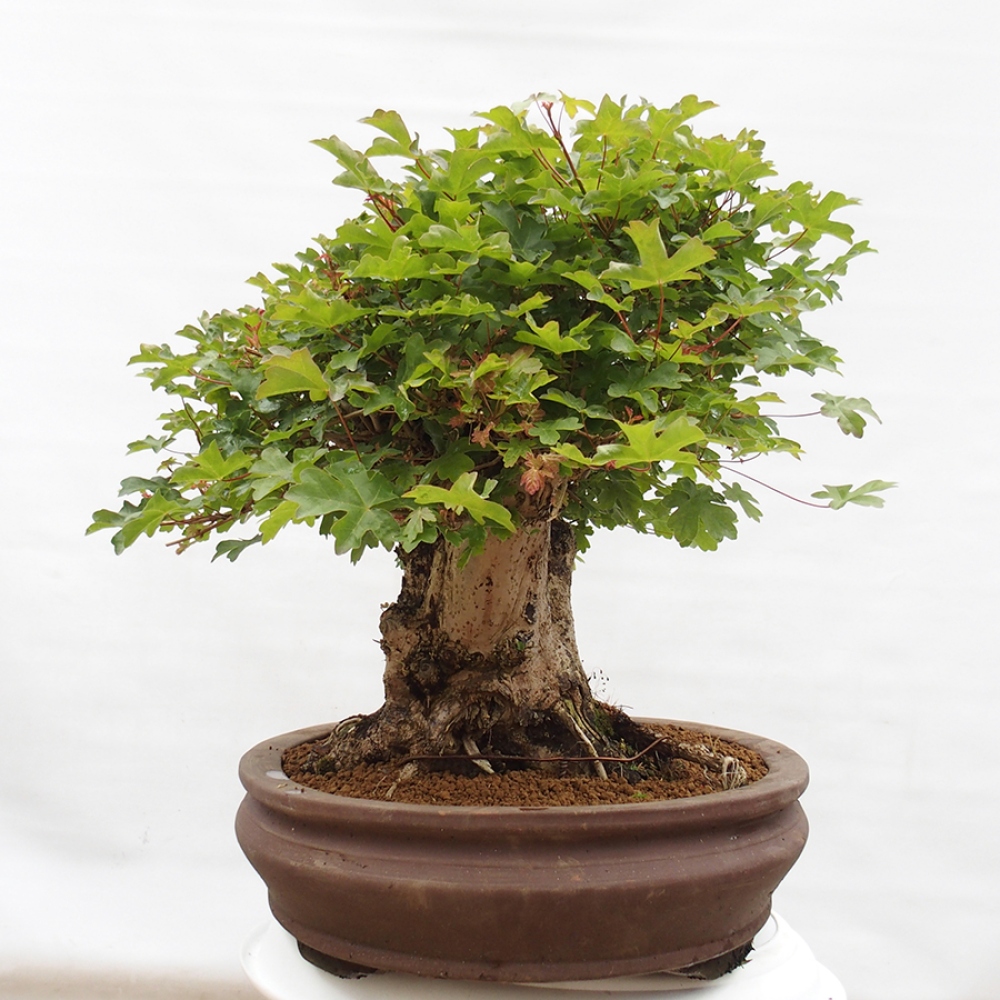 Bonsai da esterno - Acer Campestre - Acero babyka