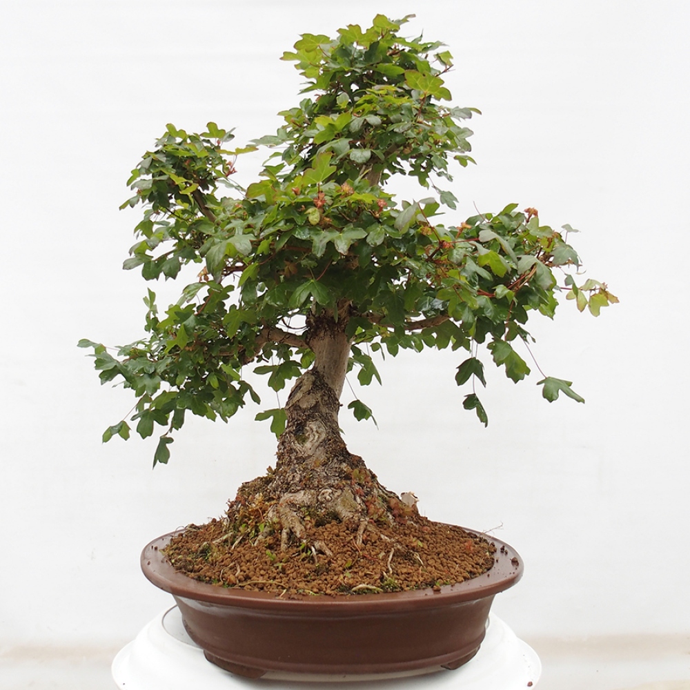 Bonsai da esterno - Acero francese - Acer Nonspessulanum