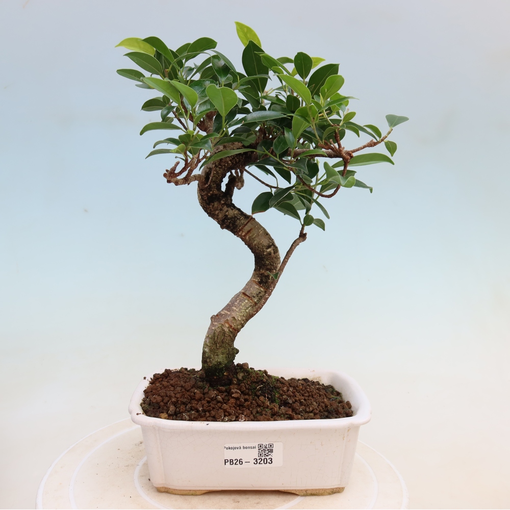 Camera bonsai - Ficus kimmen - ficus a foglie piccole