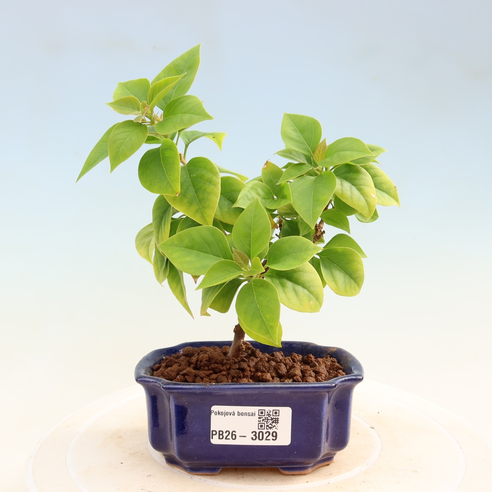 Camera bonsai - Bouganwilea