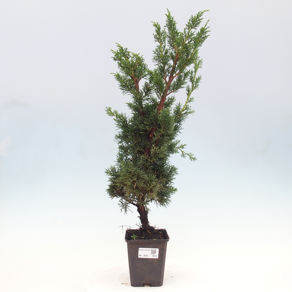 Bonsai da esterno - Juniperus chinensis Kishu