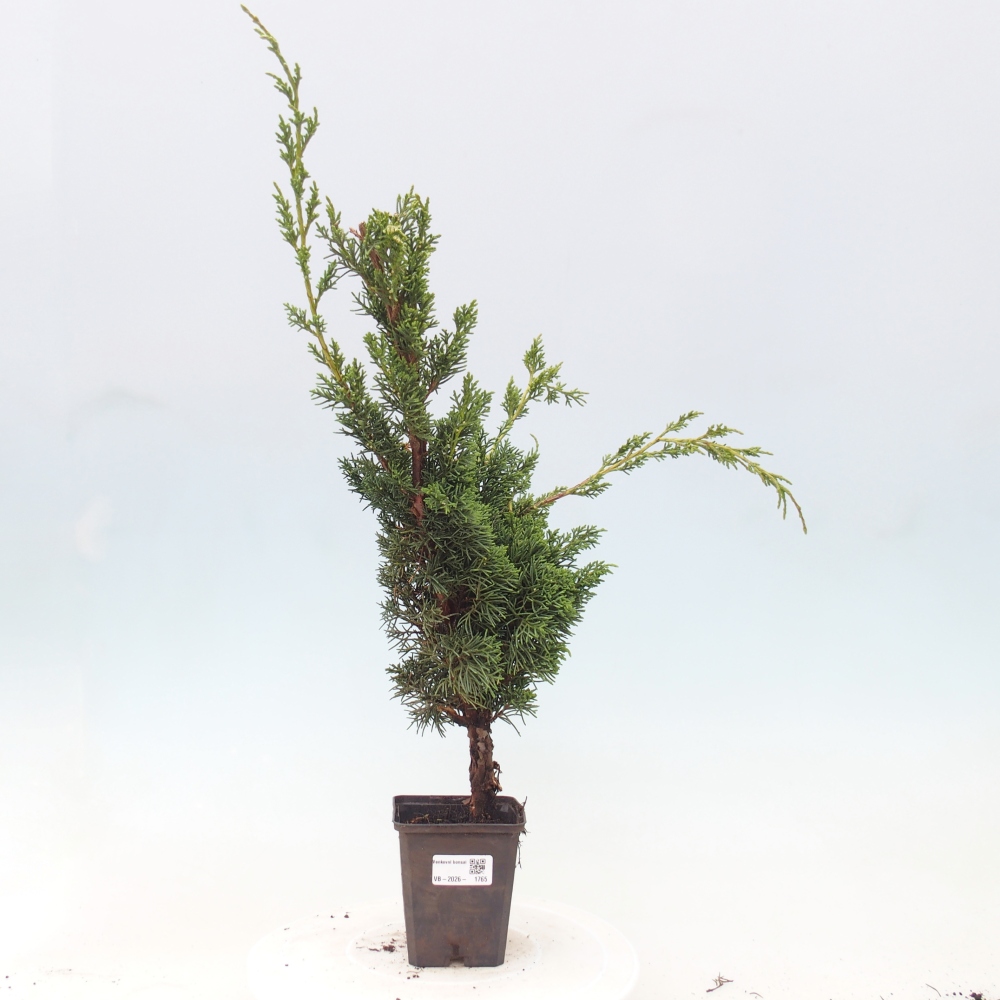 Bonsai da esterno - Juniperus chinensis Kishu
