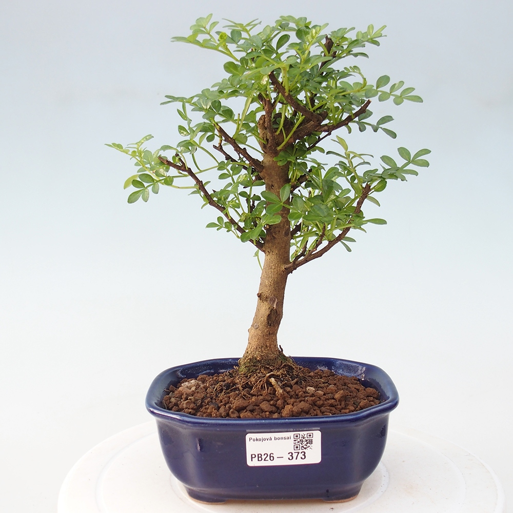 Camera bonsai - Zantoxylum piperitum - albero del pepe