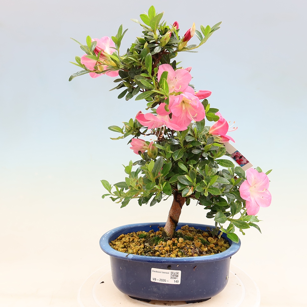 Bonsai da esterno - Azalea giapponese - Azalea Santoka
