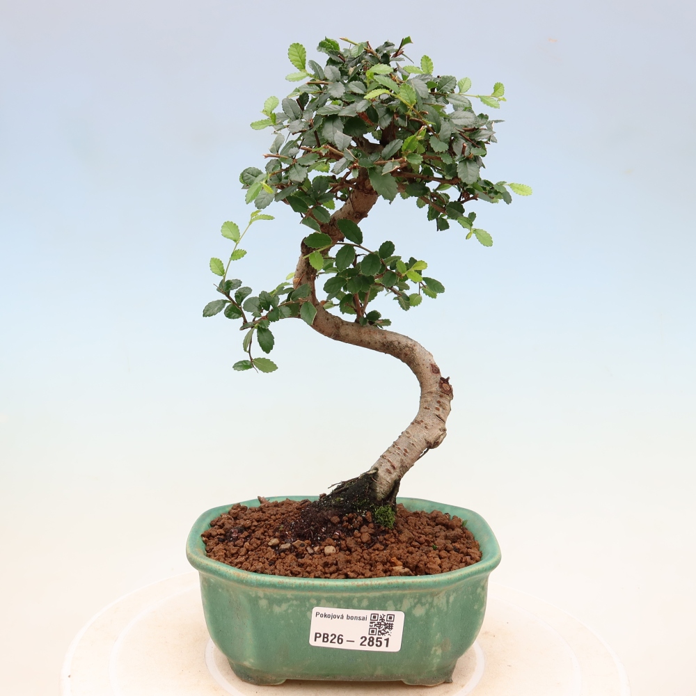 Camera bonsai - Ulmus parvifolia - Olmo a foglie piccole