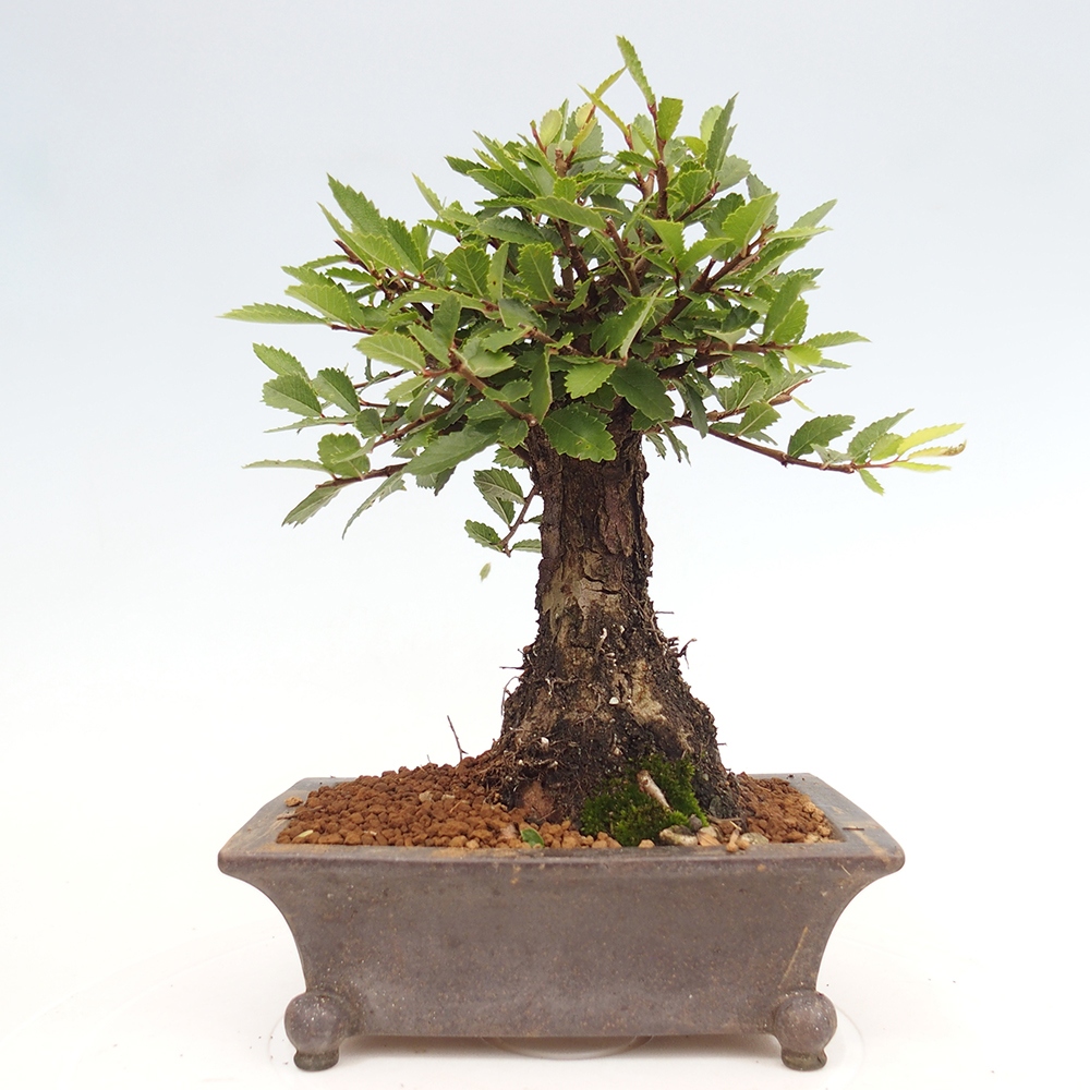 Bonsai da esterno - Zelkova - Zelkova NIRE