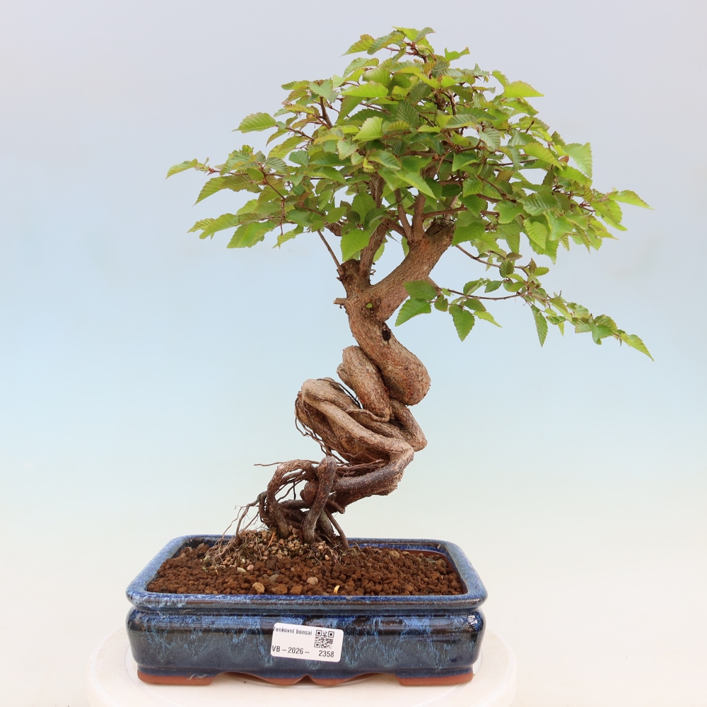 Bonsai da esterno -Carpinus Coreana - Carpino coreano