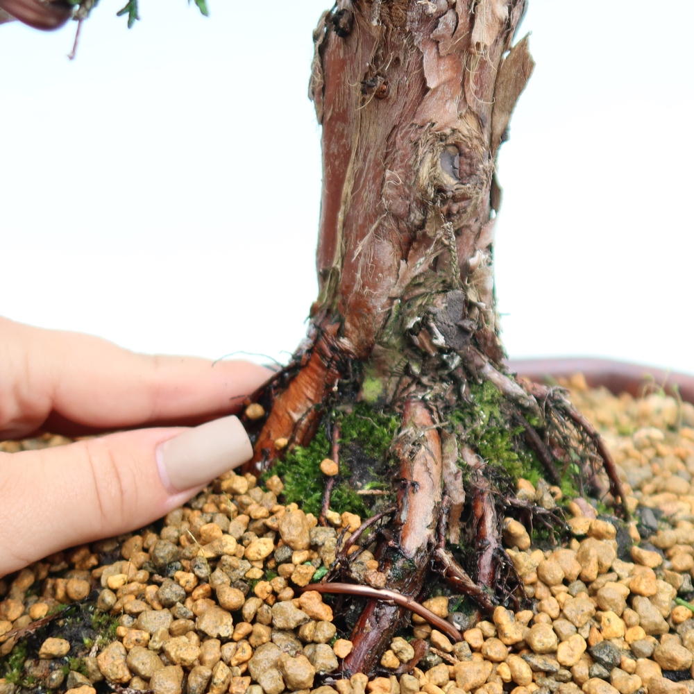 Bonsai da esterno - Juniperus chinensis Kishu