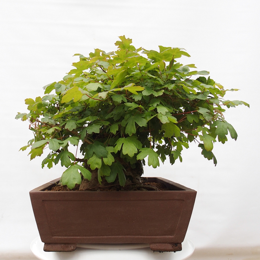 Bonsai da esterno -Javor babyka - Acer campestre