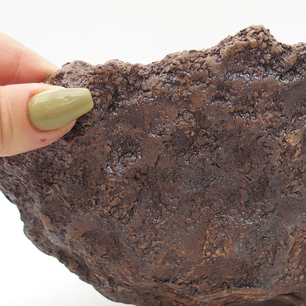 Conchiglia in ceramica 18 x 17,5 x 16 cm , colore marrone