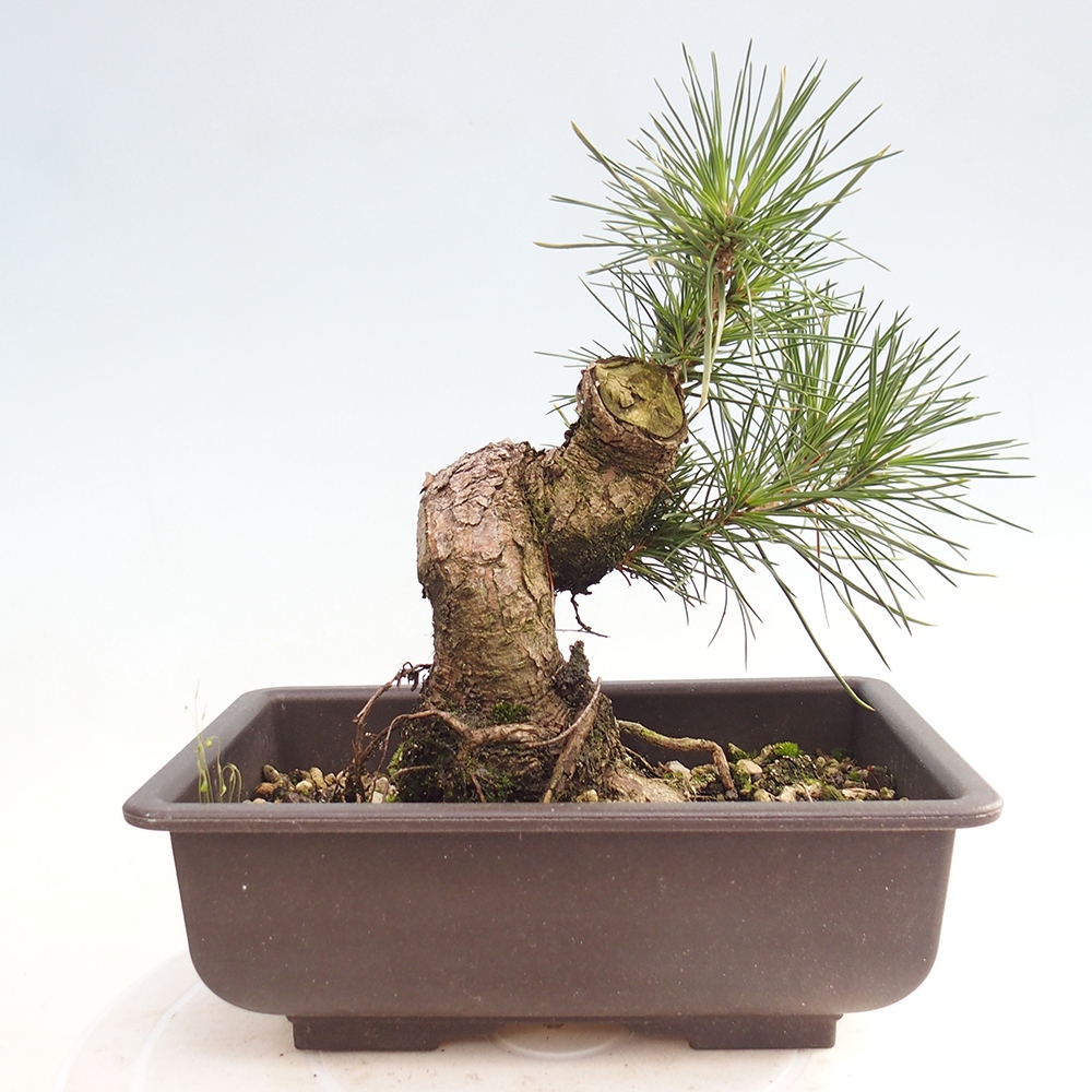 Bonsai da esterno - Pinus thunbergii - Pino di Thunberg