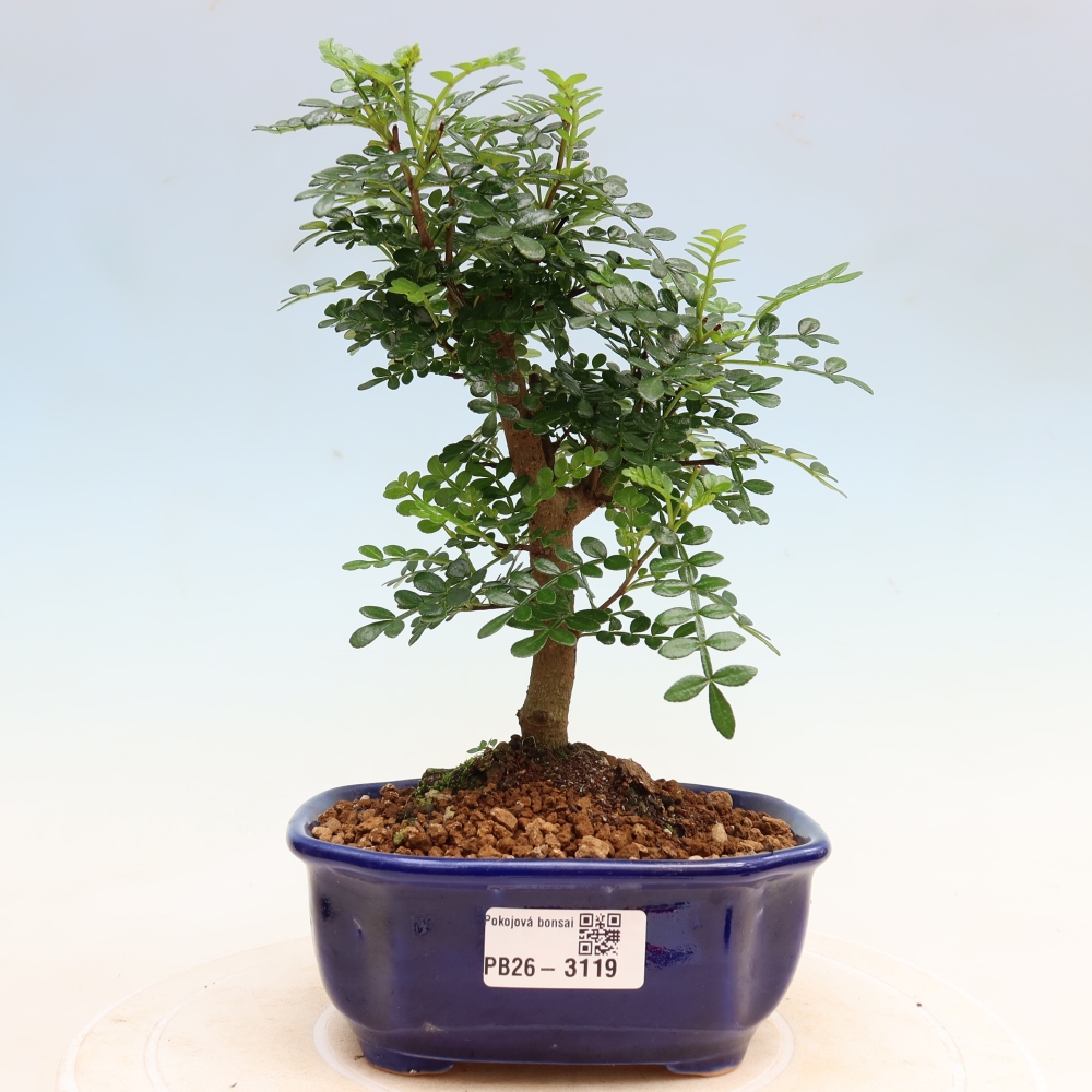 Camera bonsai - Zantoxylum piperitum - albero del pepe