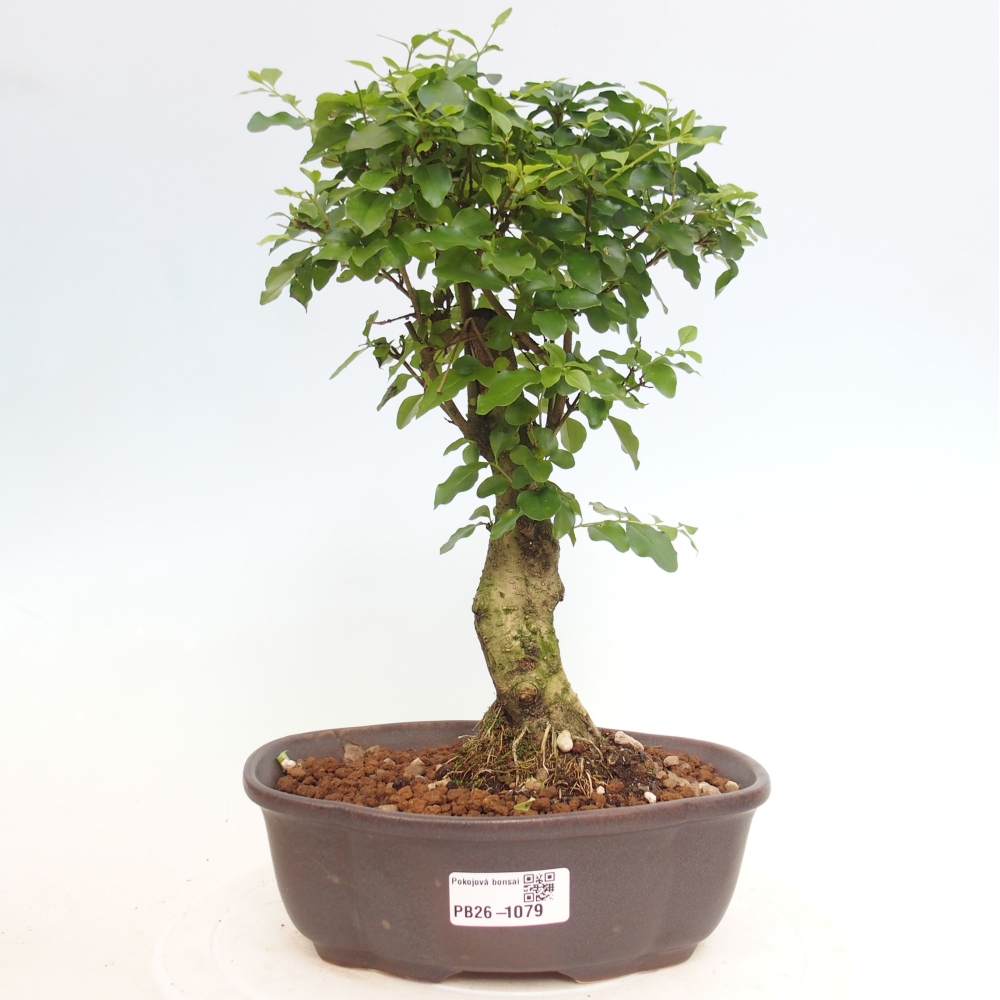 Camera bonsai -Ligustrum chinensis - Becco d'uccello