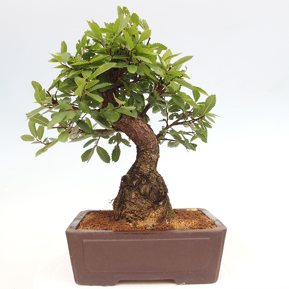 Bonsai da esterno - Zelkova - Zelkova NIRE