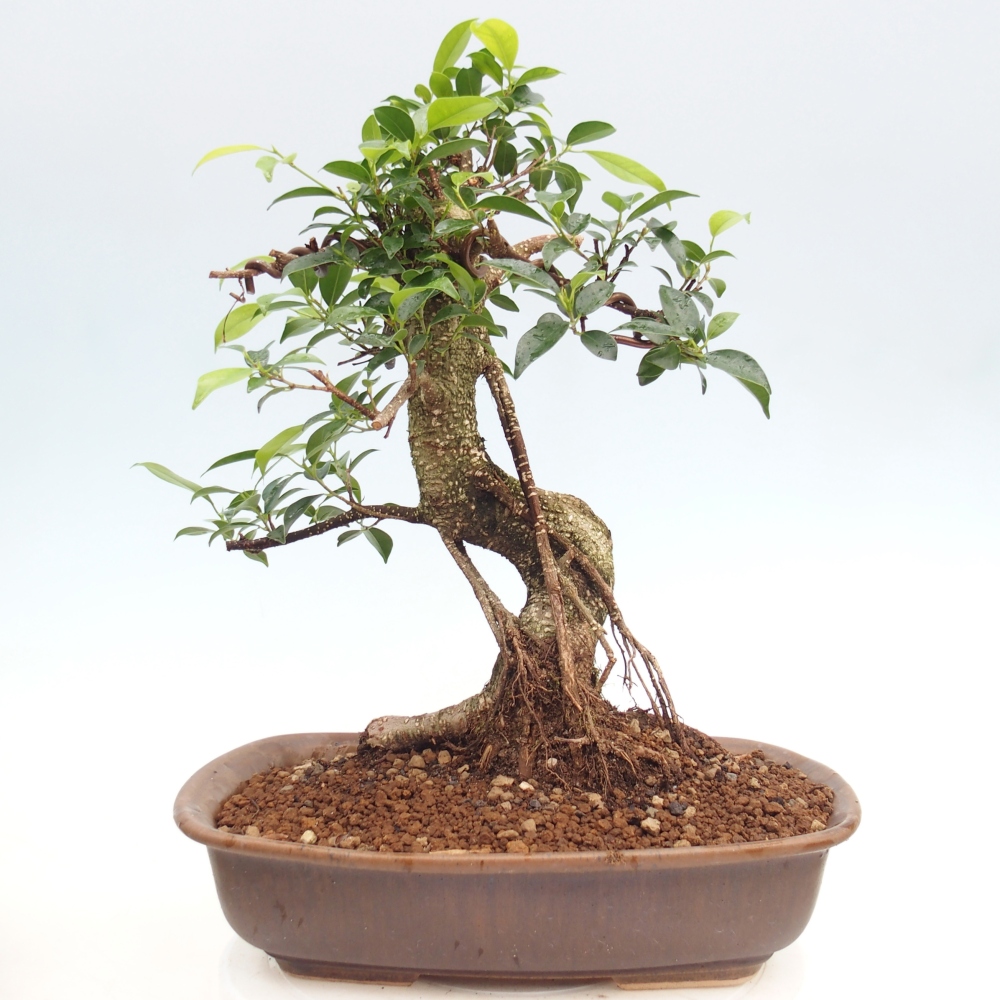 Camera bonsai - Ficus kimmen - ficus a foglie piccole