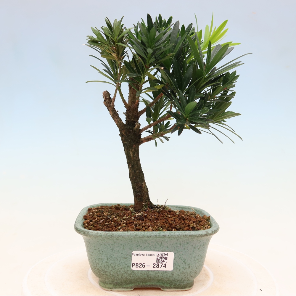 Camera bonsai - Podocarpus - Tasso delle pietre