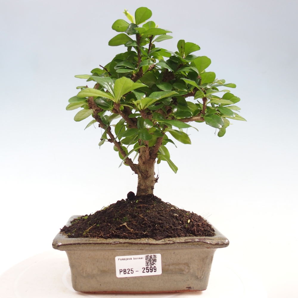 Camera bonsai - Carmona macrophylla - Tea fuki