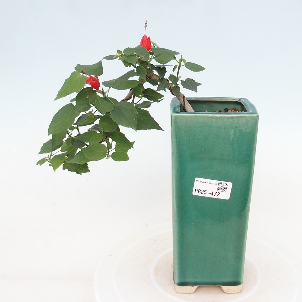 Bonsai da interno - Malvaviscus arboreus