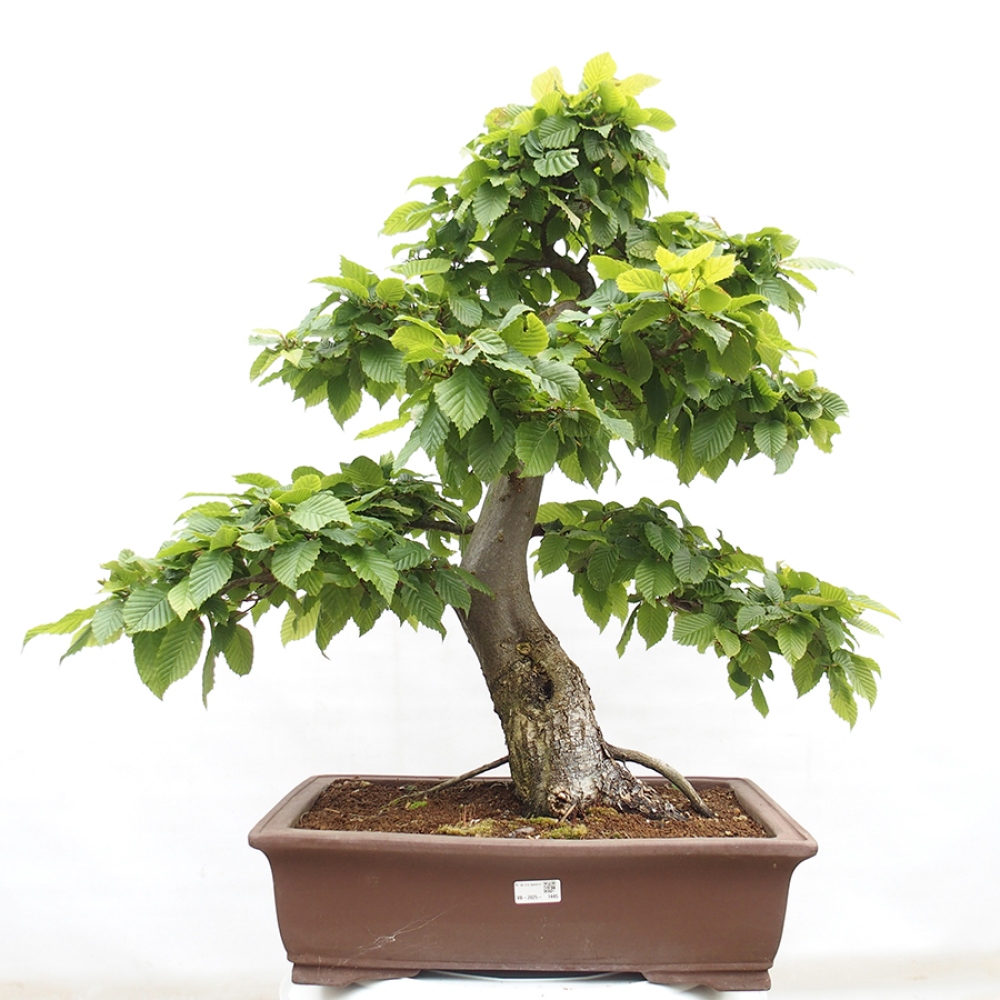 Bonsai da esterno - Carpino - Carpinus betulus