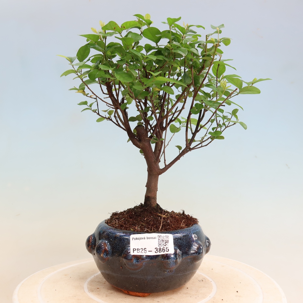 Camera bonsai - Sageretia thea - Sageretia thea