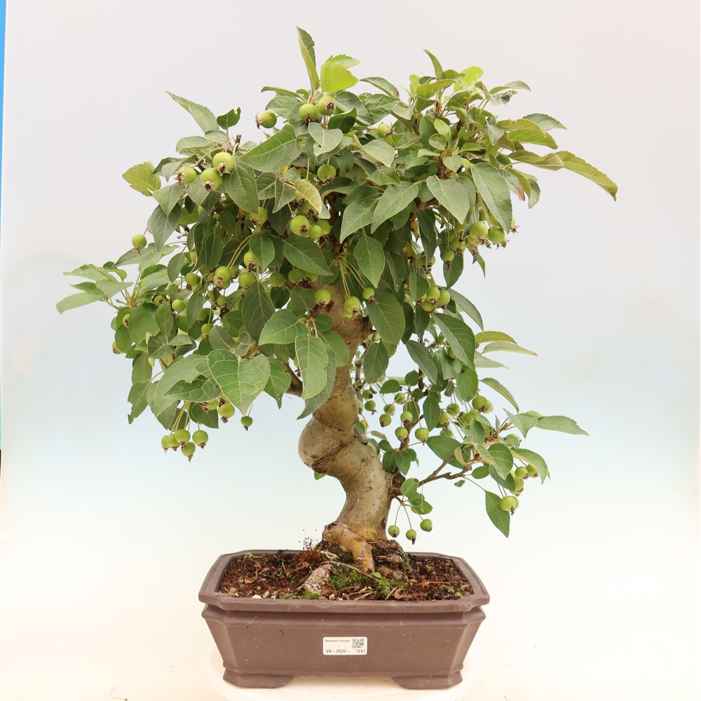Bonsai da esterno -Malus halliana - Melo a frutto piccolo
