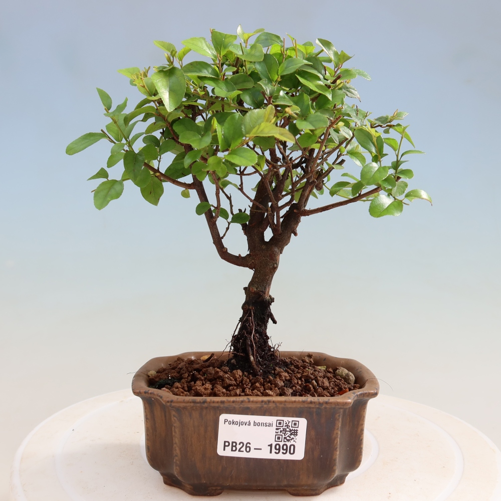 Camera bonsai - Sageretia thea - Sageretia thea